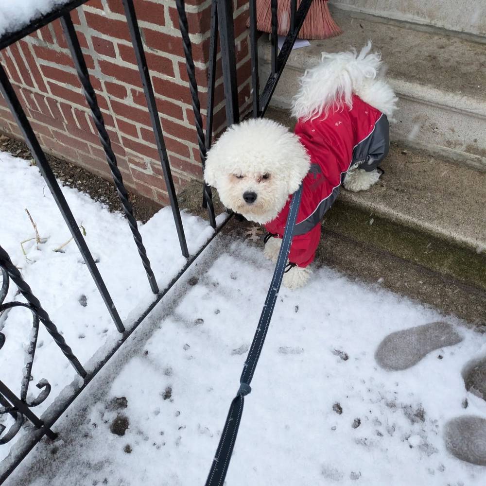 First snow! I didn't know what to think about it at first 🤔