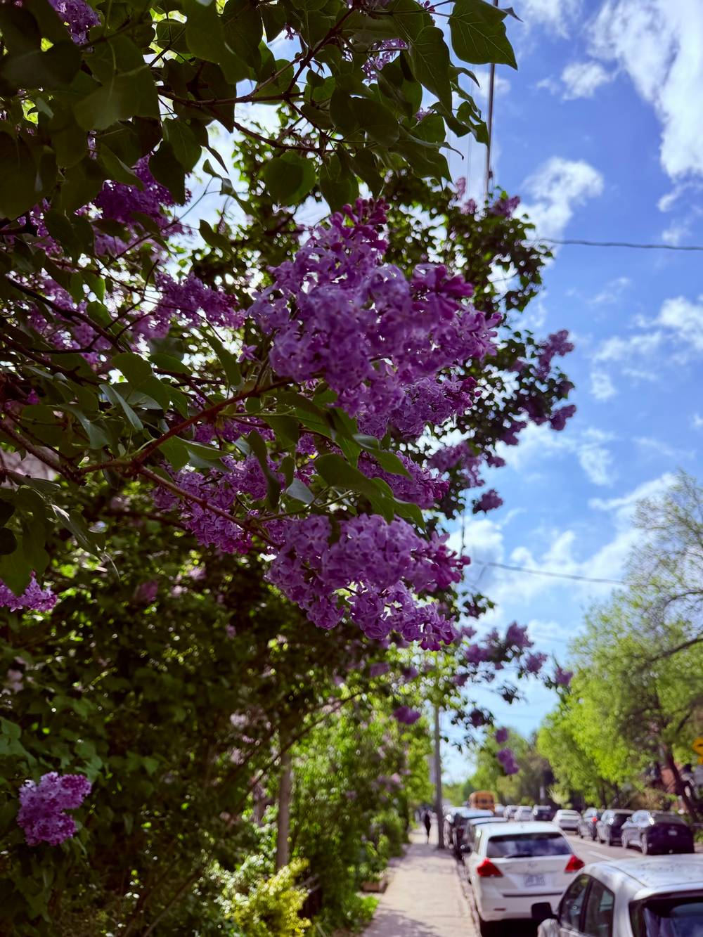 Lilacs