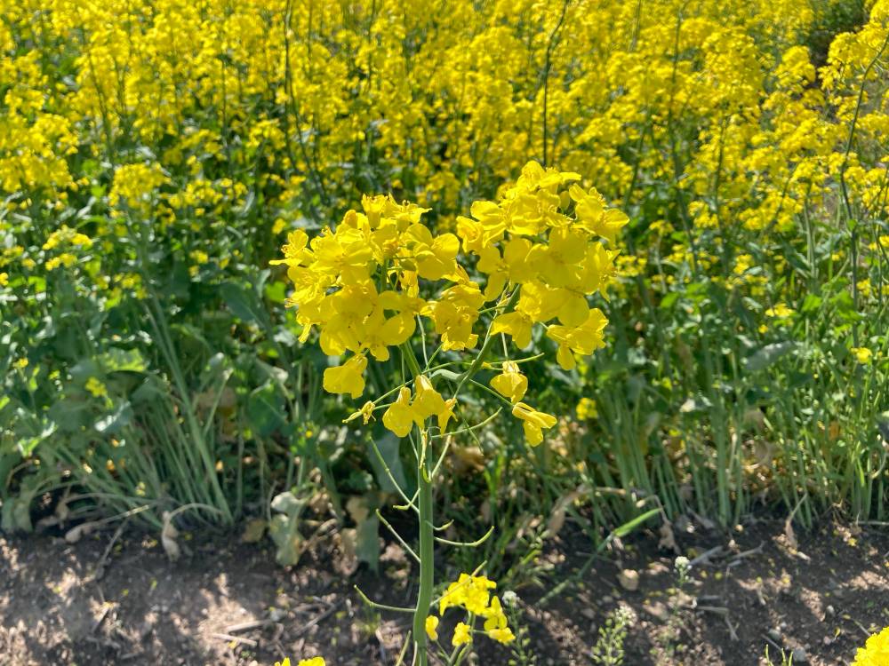 菜の花