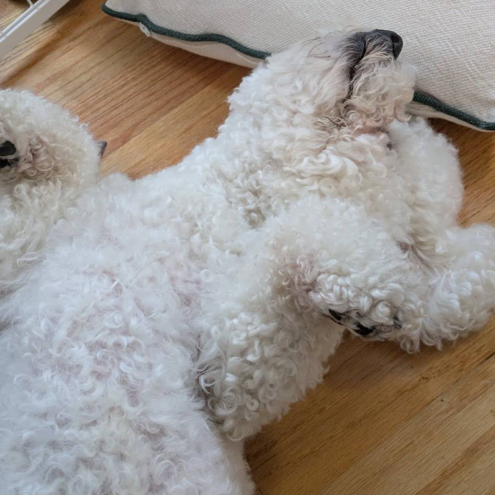 The "pet my belly" pose 😁, photo 1 of 1