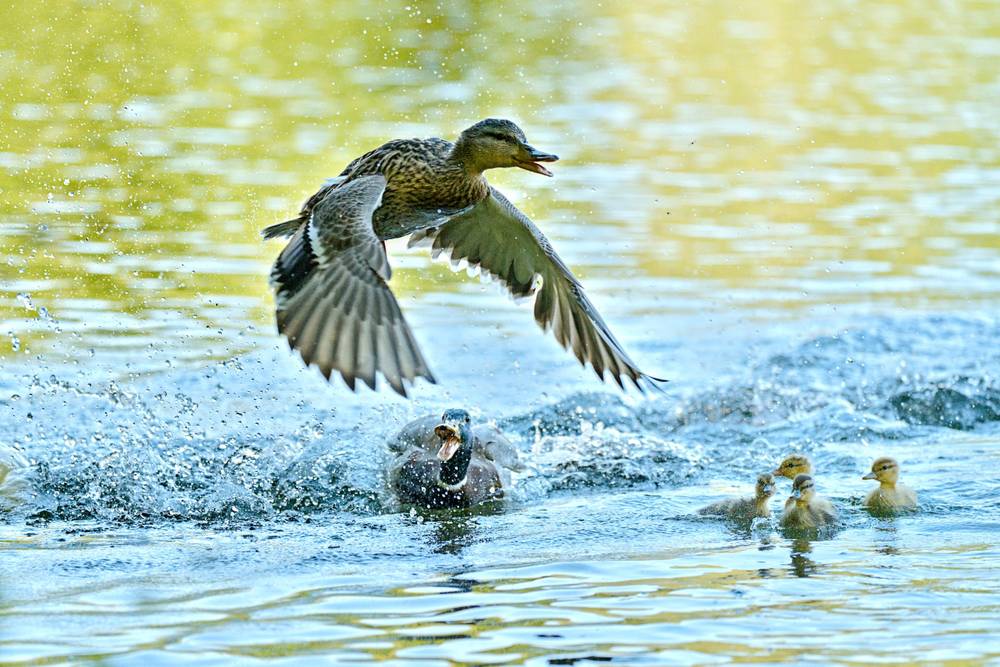 Duck Hunt