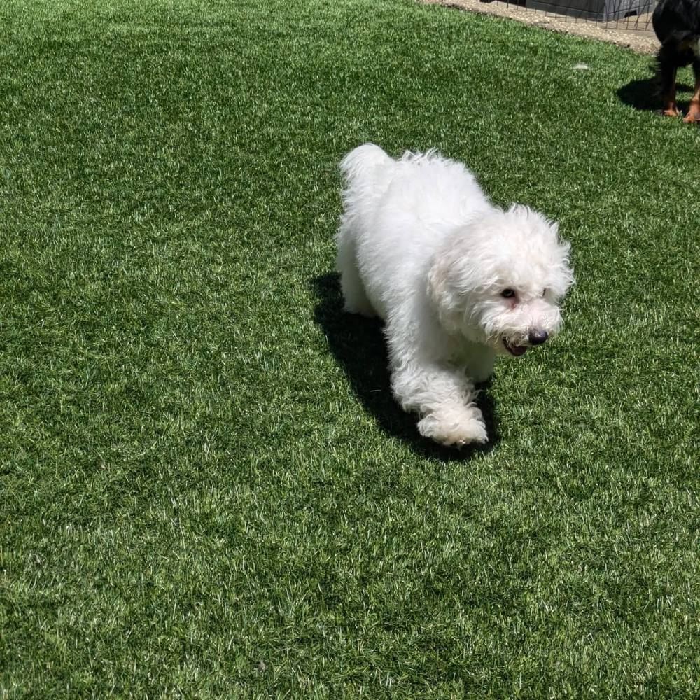 I had a fun time meeting other puppies at @animallovingcare today!🥰🥰, photo 2 of 3