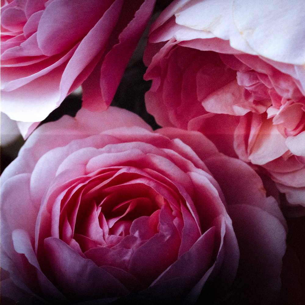 Pink roses. No clue what that horizontal line is