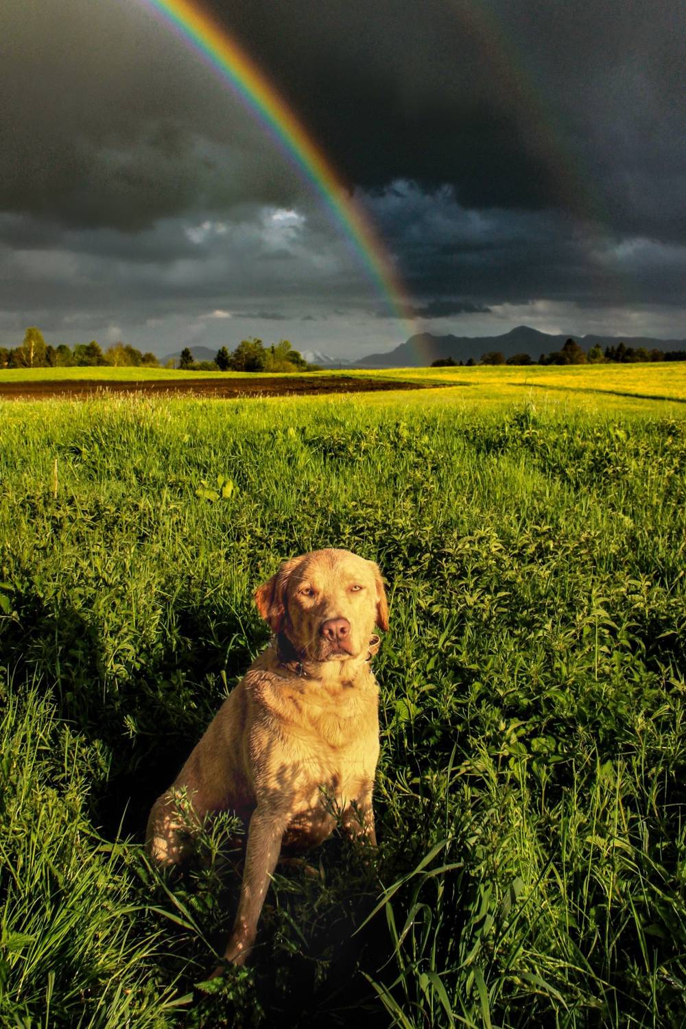 Duke and Rainbows