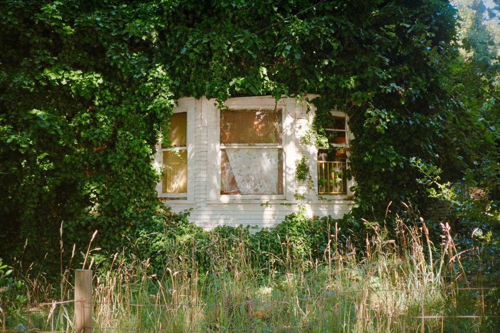 Bay window covered in vines
