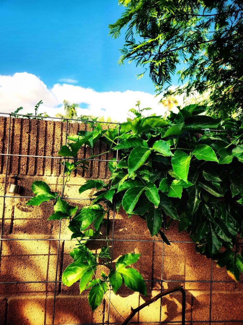 an image adjusted for light to appreciate the light and shadows upon this ever growing three lobed leaf, passion flower vine on a brick wall with fluffy white clouds and blue sky above, in the Sonoran Desert, zone 9B, Phoenix Foothills a new installation to replace
