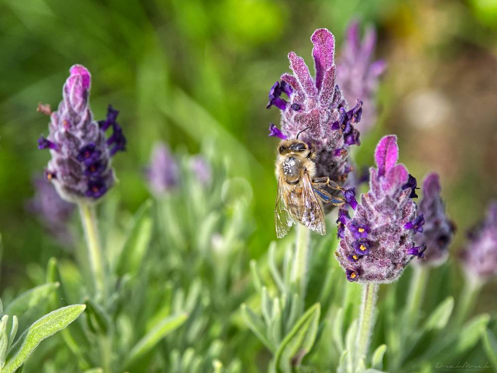 A bee on a lavender plant / Včela na levanduli