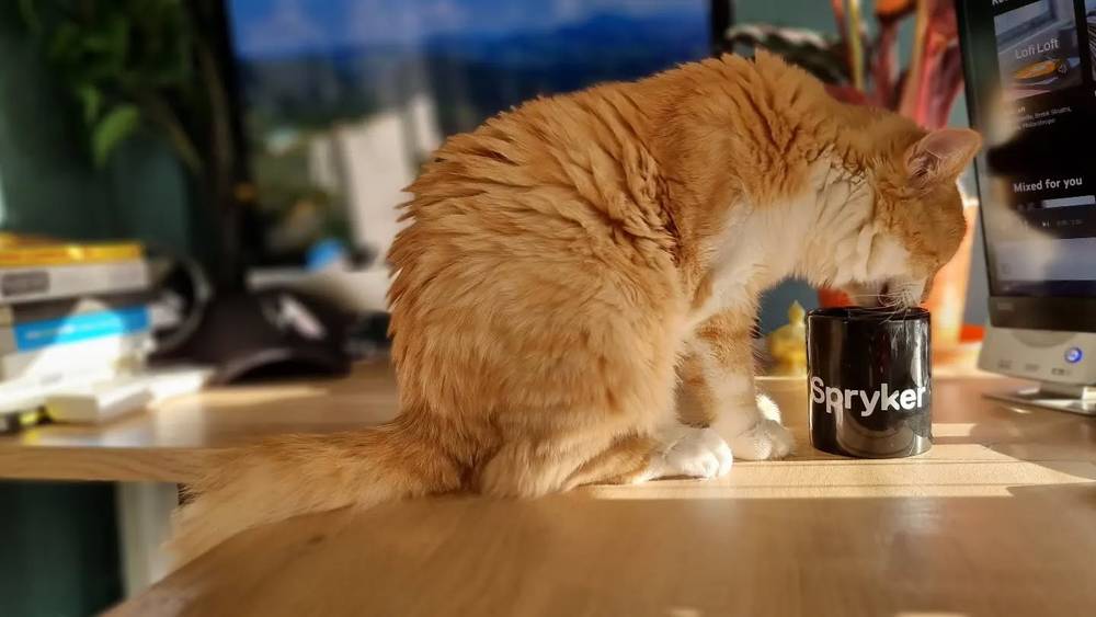 A ginger cat sniffing a black mug branded Spryker on a wooden table.