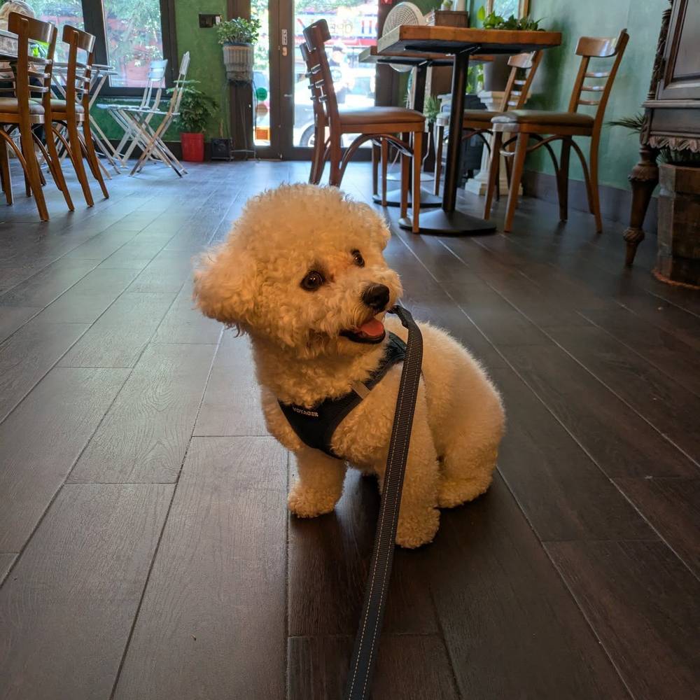 Feeling cute at my favorite cafe yesterday 😍, photo 1 of 1