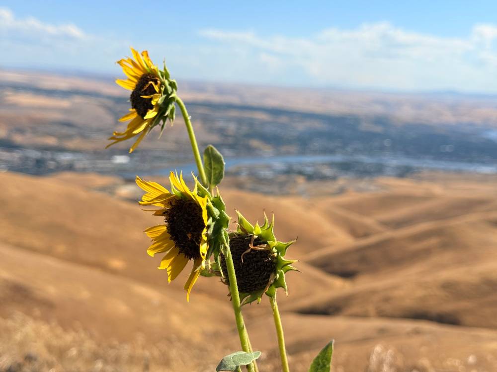 A couple of sunflowers in a tan desert with a city in the background.