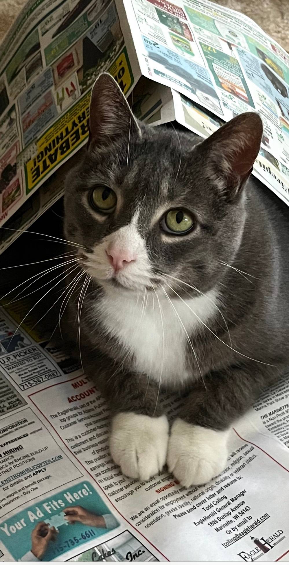 Zip the Cat