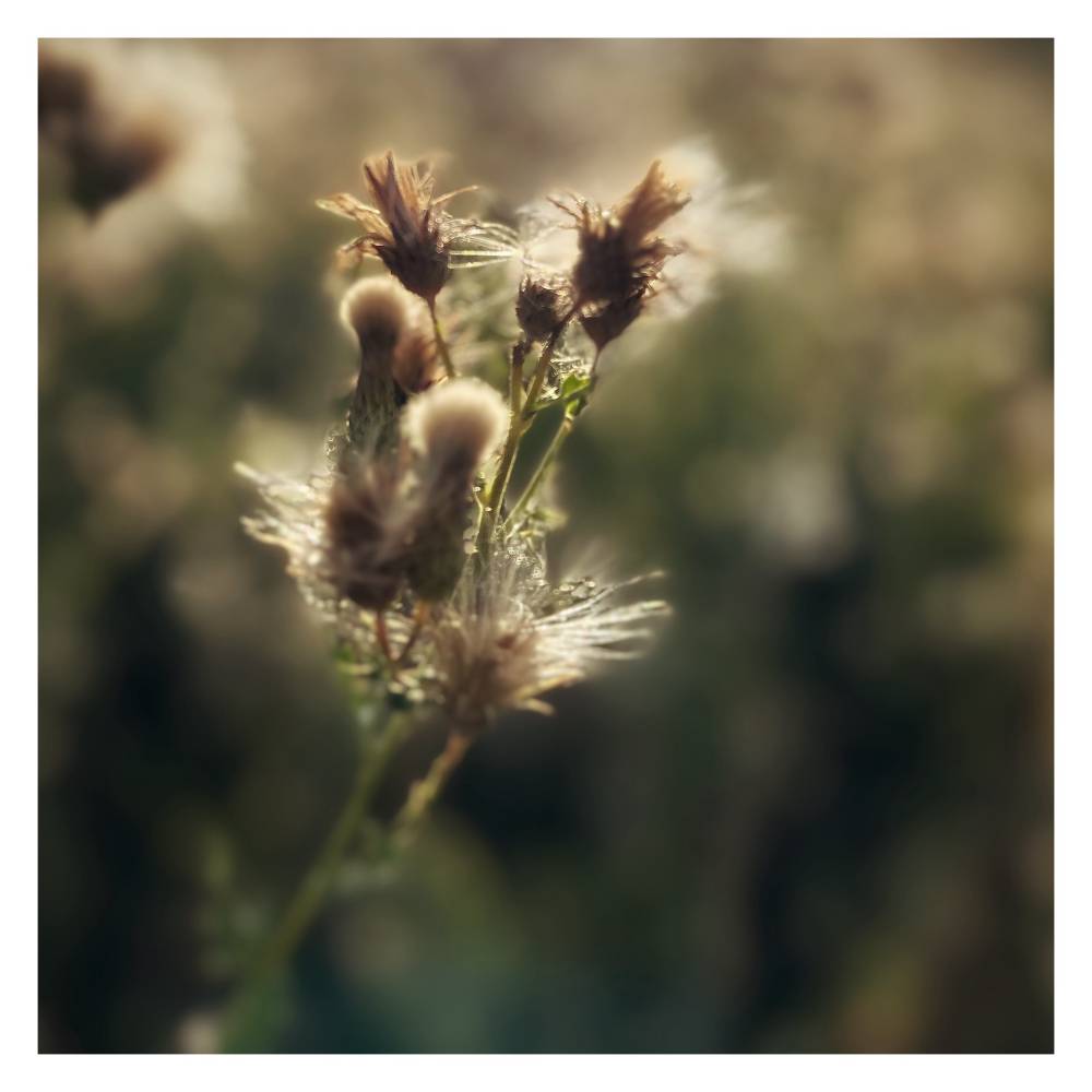 Thistle Heads #2, Suffolk, 2026