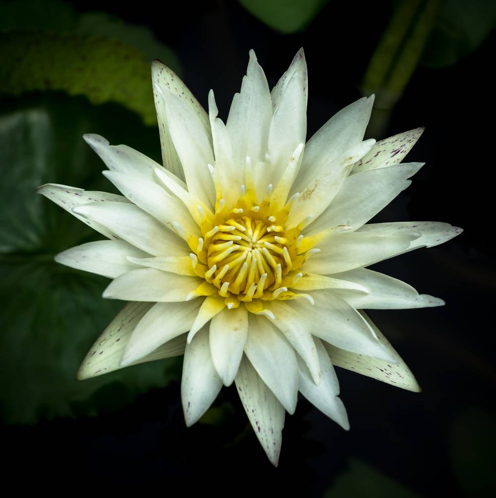 Water Lilly in full bloom