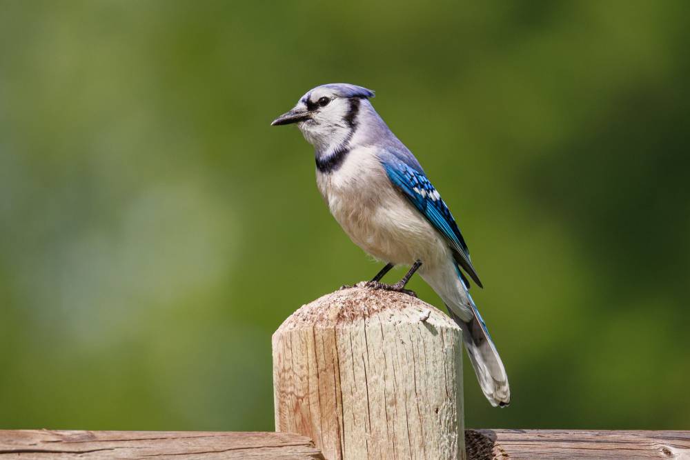 A photo of a blue jay (Cyanocitta cristata) perched on a rounded wooden fence post facing to the left of frame with out of focus greenery in the background behind it. It is a medium-sized songbird with lavender-blue coloring above and off-white below, a white face with dark eyes and a black beak, vibrant blue and white barred wings & tail, a blue crest on its head, black legs, and a black V-shaped collar around its neck.