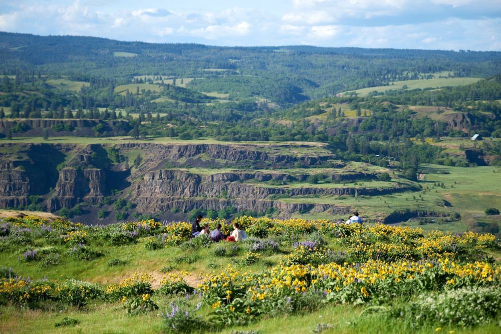 Wildflower Picnic Above Columbia River Gorge
