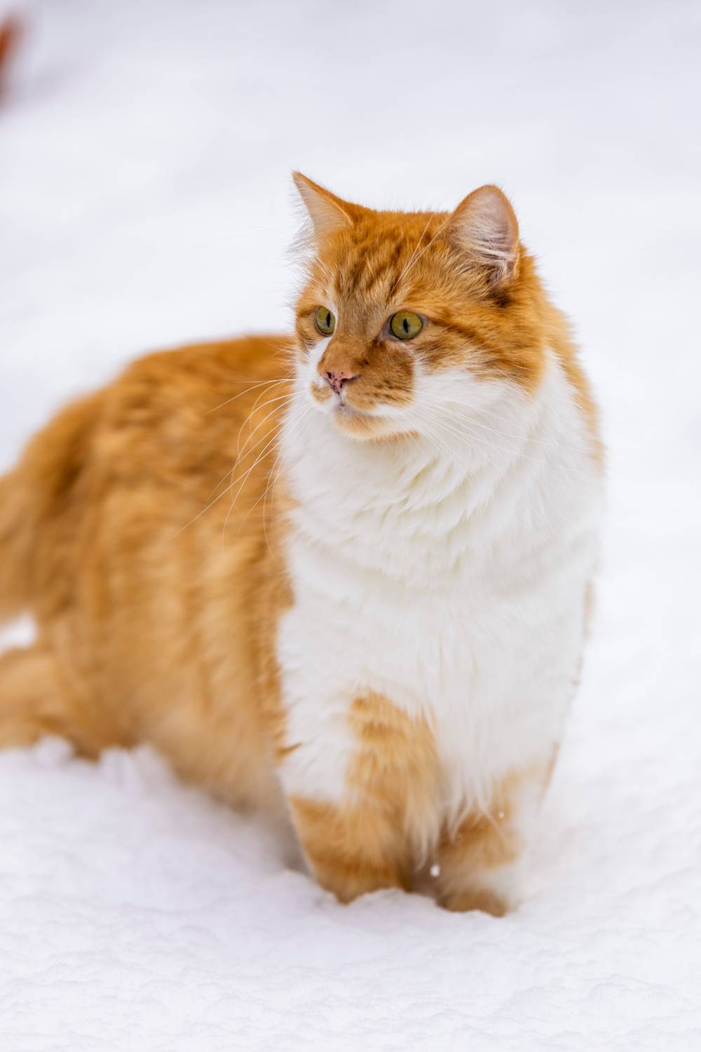 Orange cat in the snow