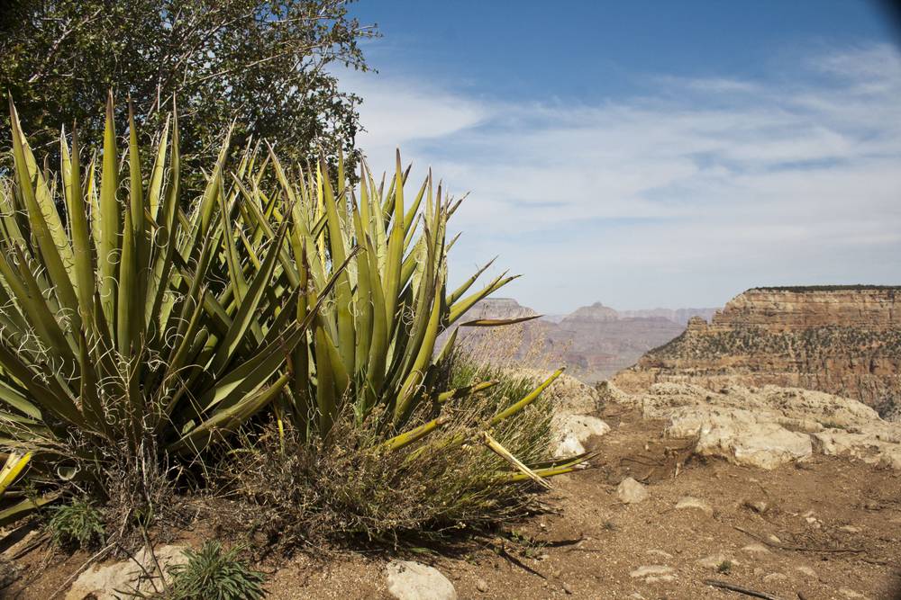 Desert agave plants frame a view into the Grand Canyon.