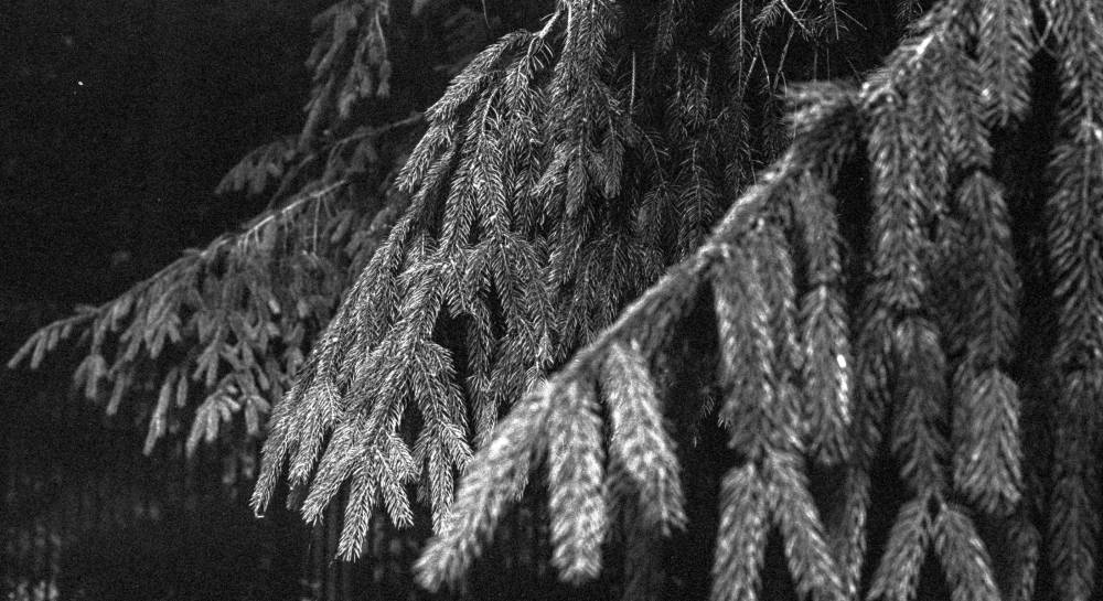 Pine boughs cascade downward against an inky black backdrop, their needle clusters rendered in grainy, high-contrast monochrome.