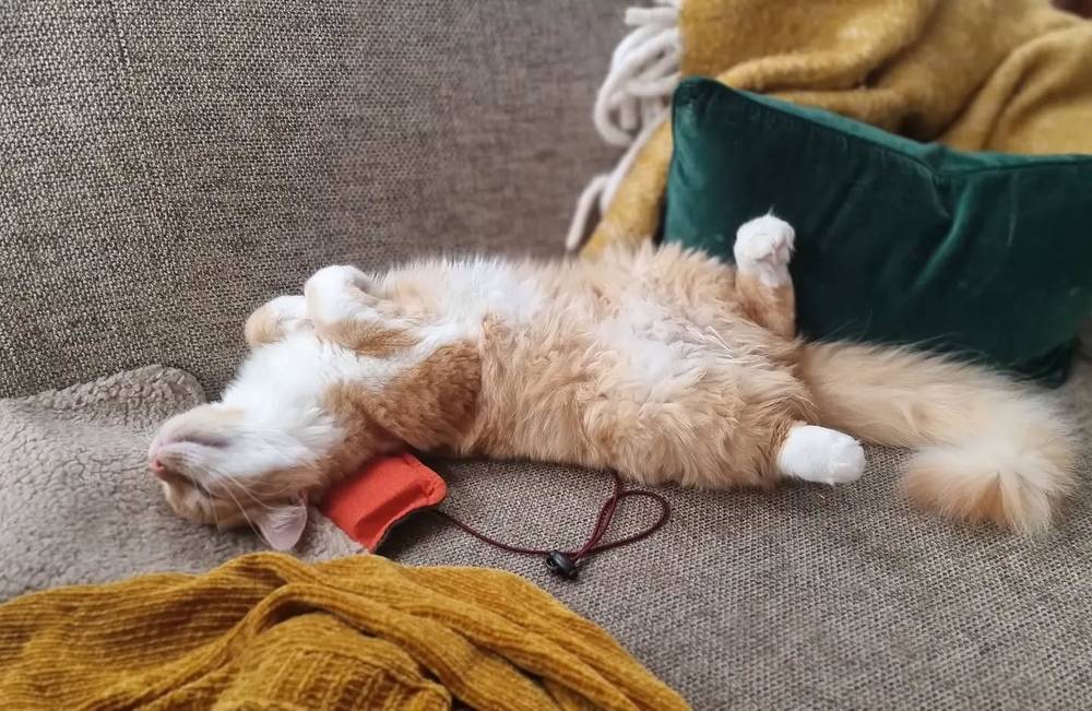 A cat lying on its back on a sofa, stretched out playfully wearing a small red toy on its paw.