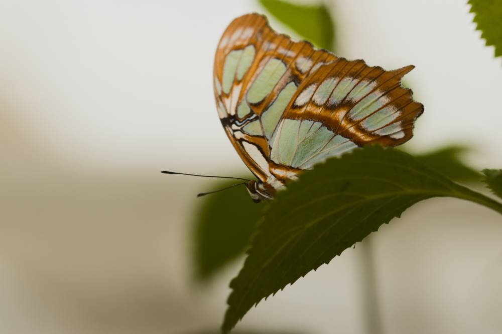 Some butterflies