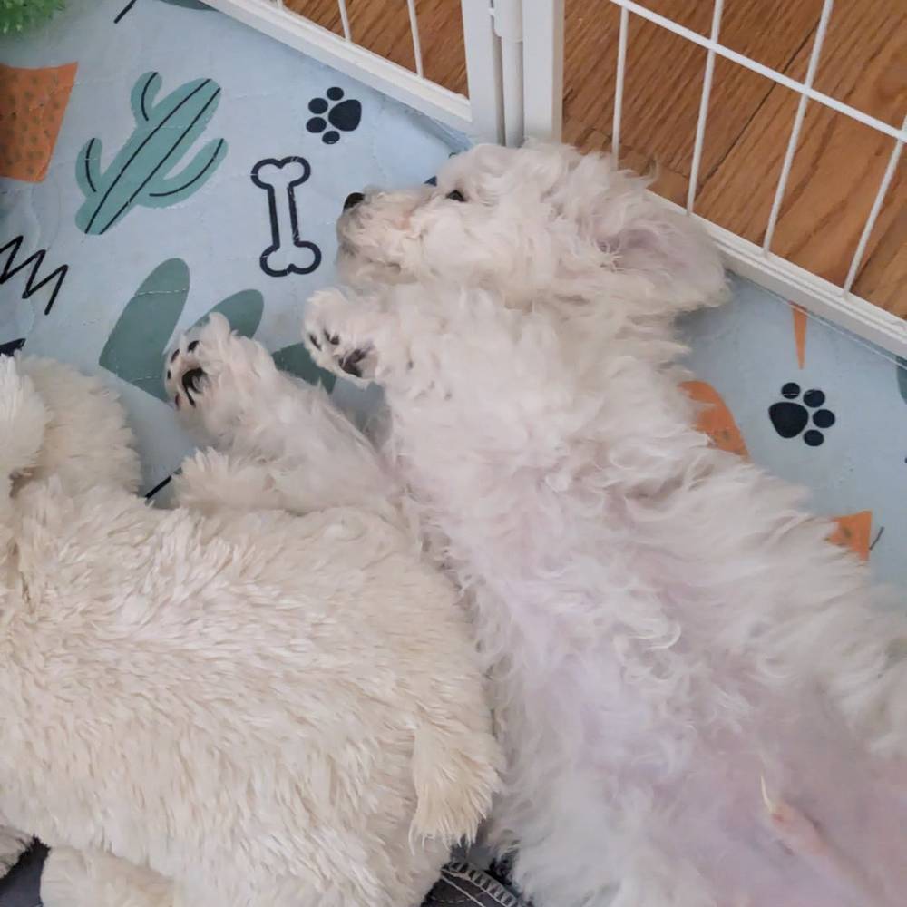 Various sleeping poses from my first week at home 😴, photo 1 of 8