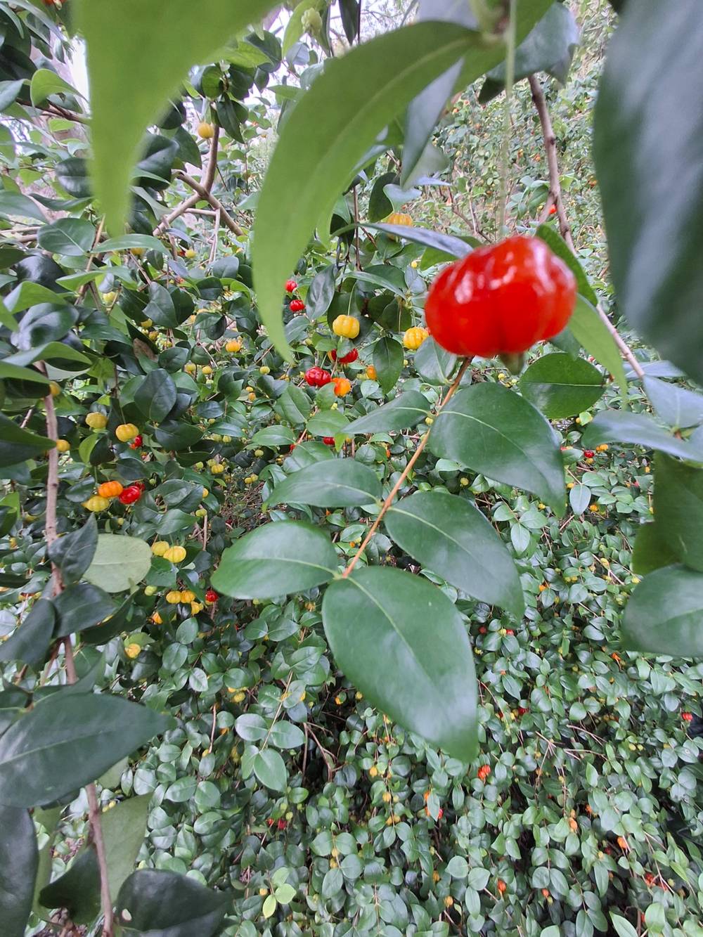 Surinamese Cherry Trees..., photo 2 of 4