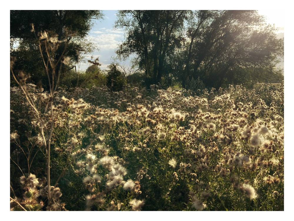 Thistle Heads #1, Suffolk, 2026