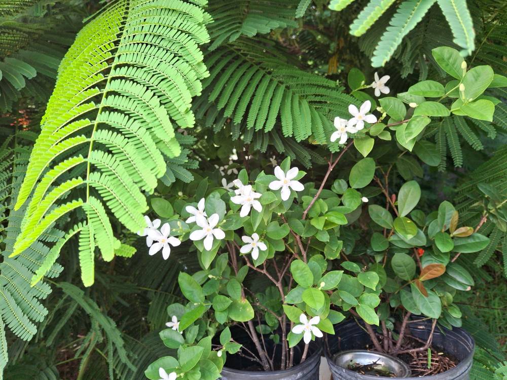 white jade flowers popping up under leaves of flamboyant tree