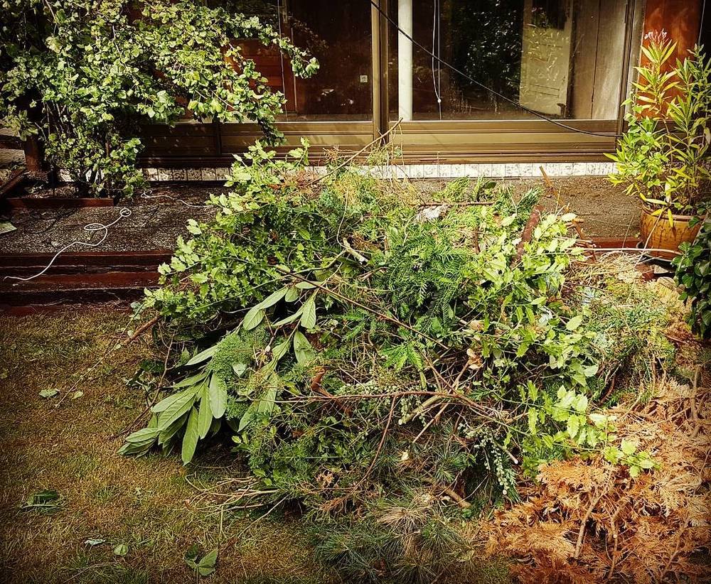 A large pile of freshly cut garden branches and greenery on a lawn.