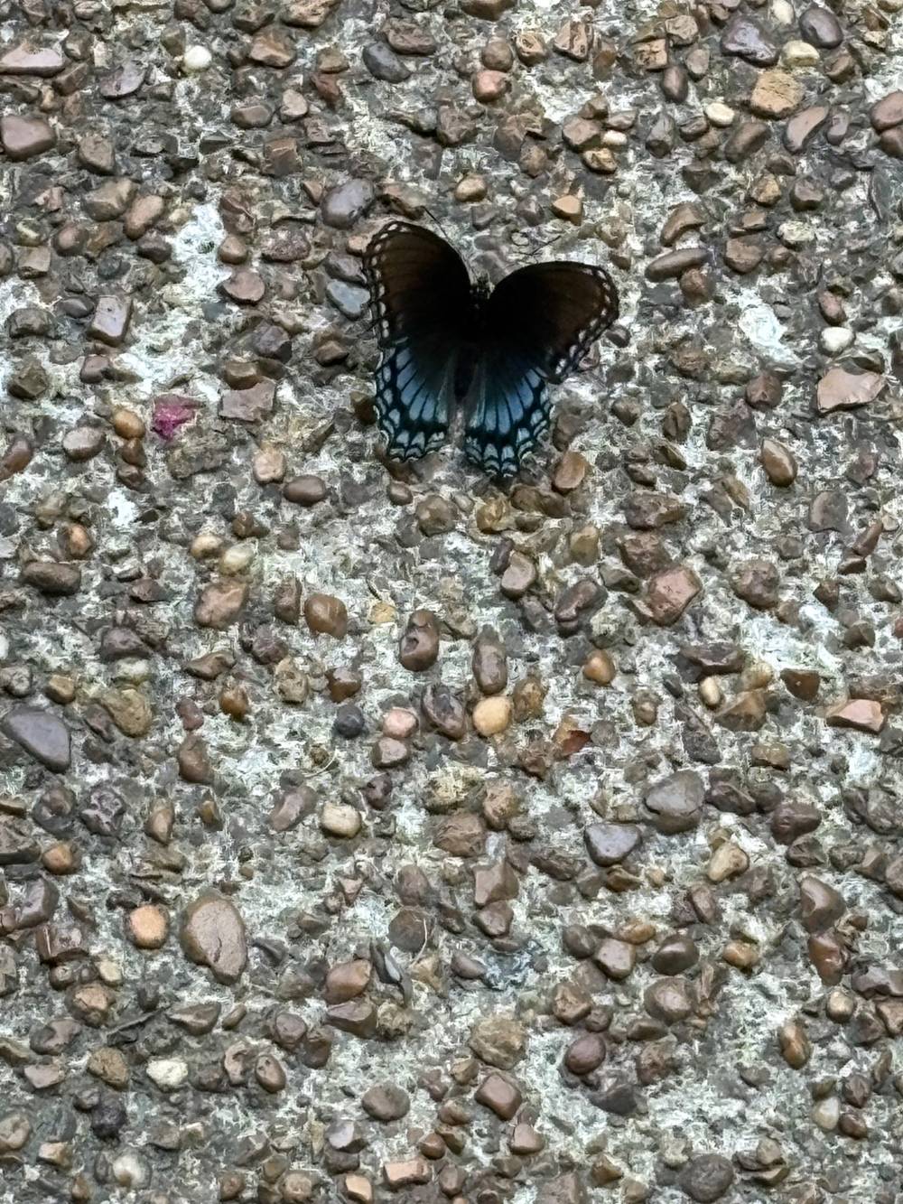 Black butterfly 