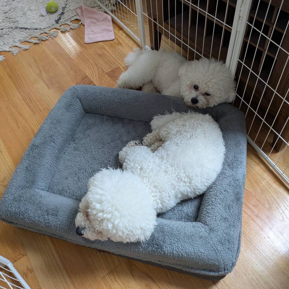 Finally cone free! My brother is watching over me.