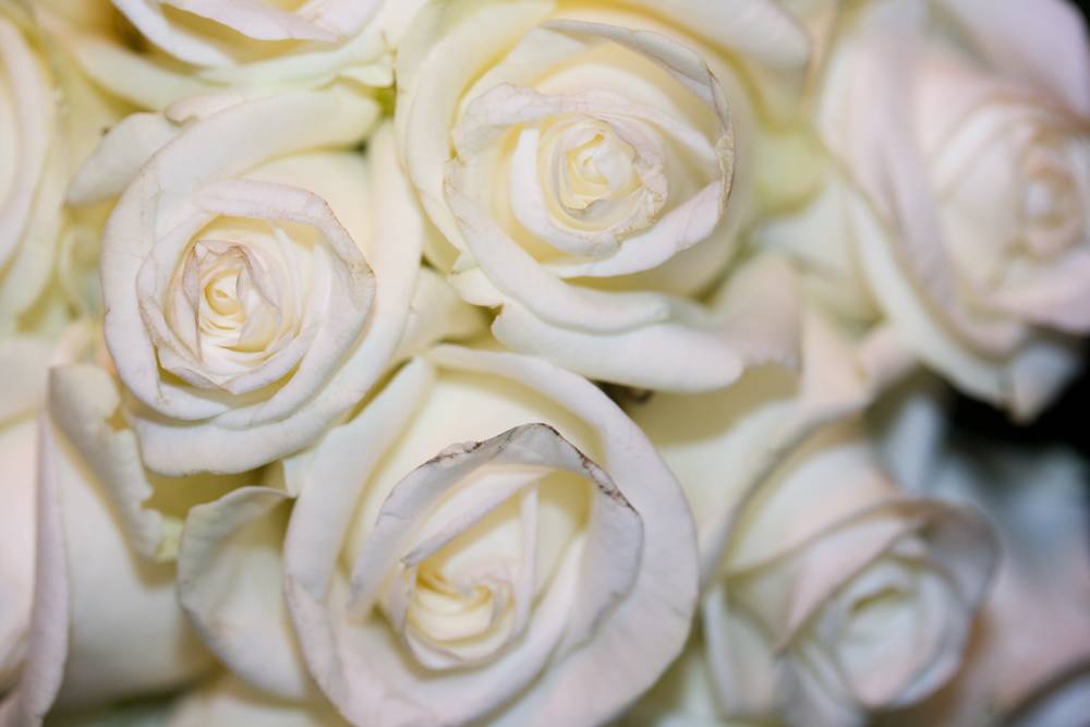 A close-up shows white roses in a bouquet, some petals edged with brown.