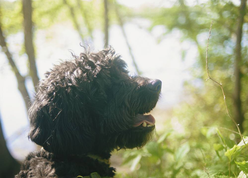 Dog et lumière