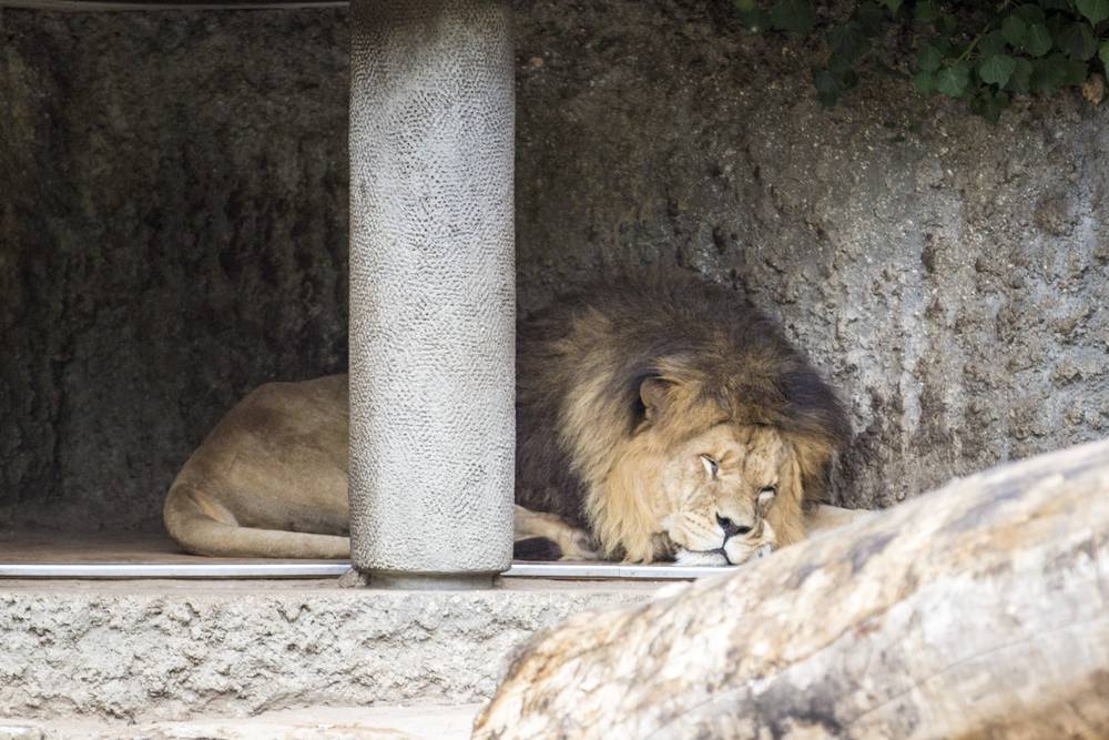 A lion and lioness rest together beneath a stone archway.