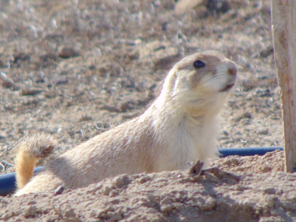 Prairie Dog