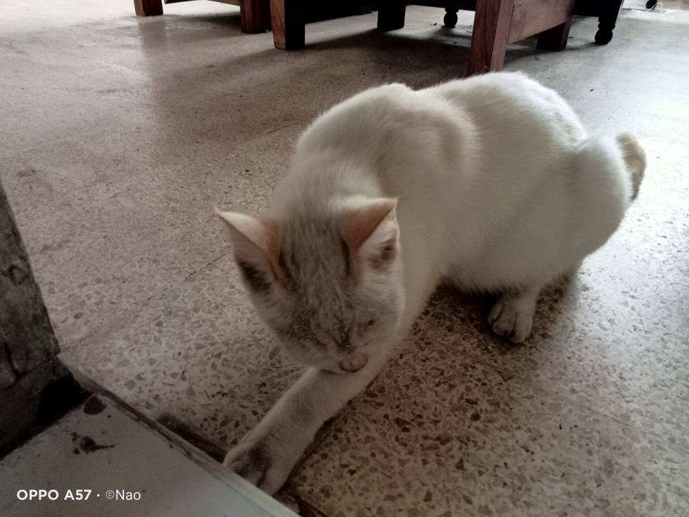 Cat 2