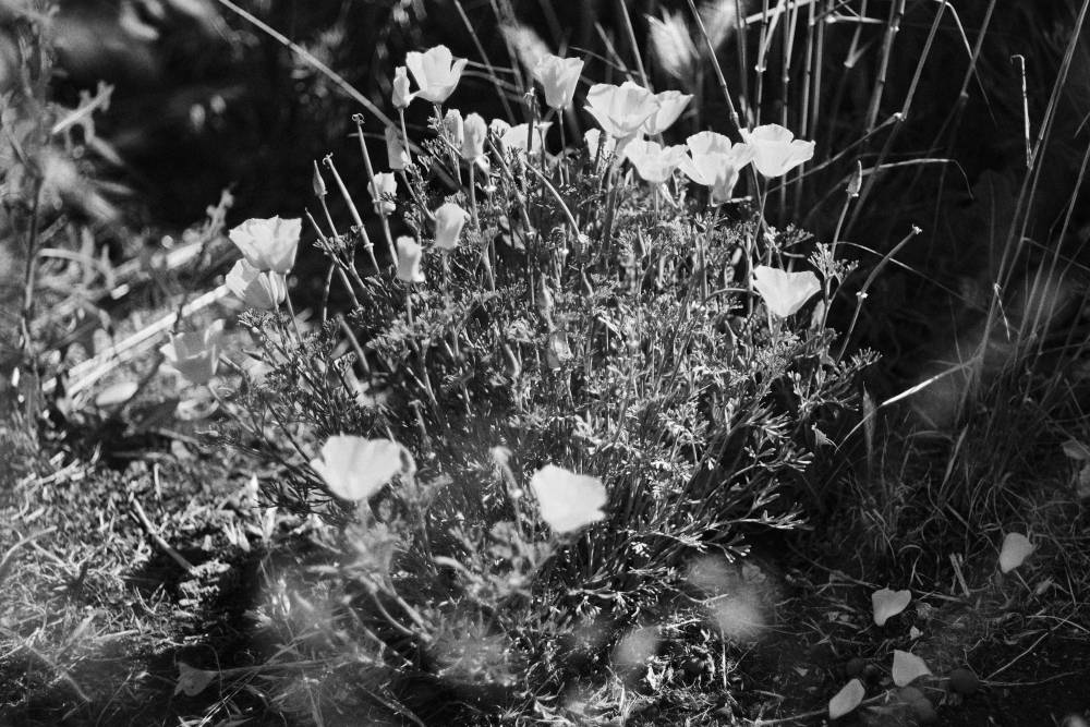 Poppies in black and white