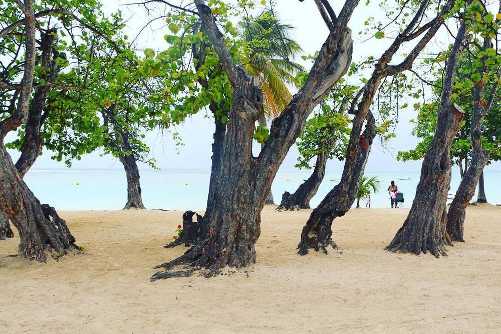 A sandy beach framed by wind-bent trees with people walking in the distance.