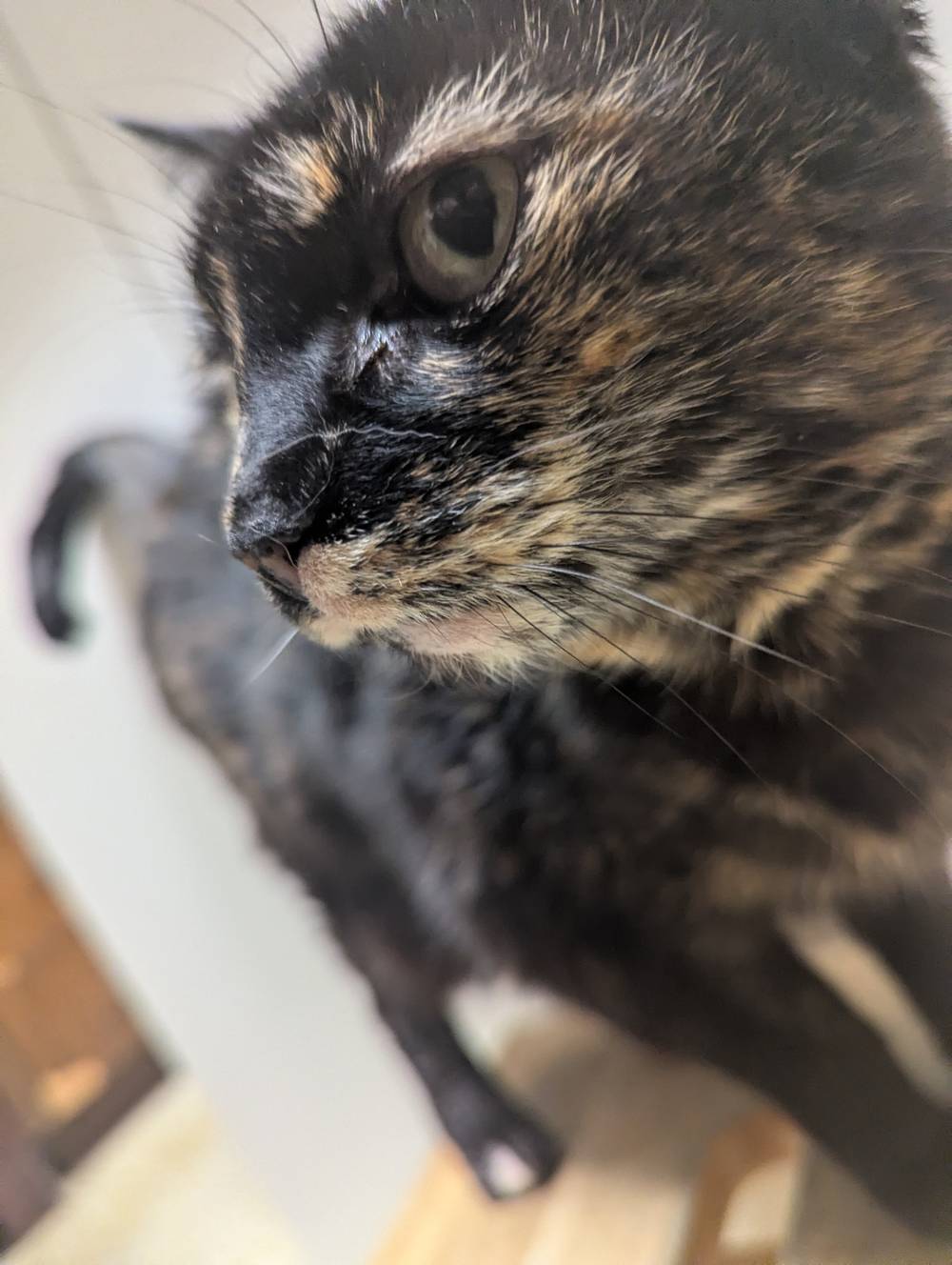 cats in a house