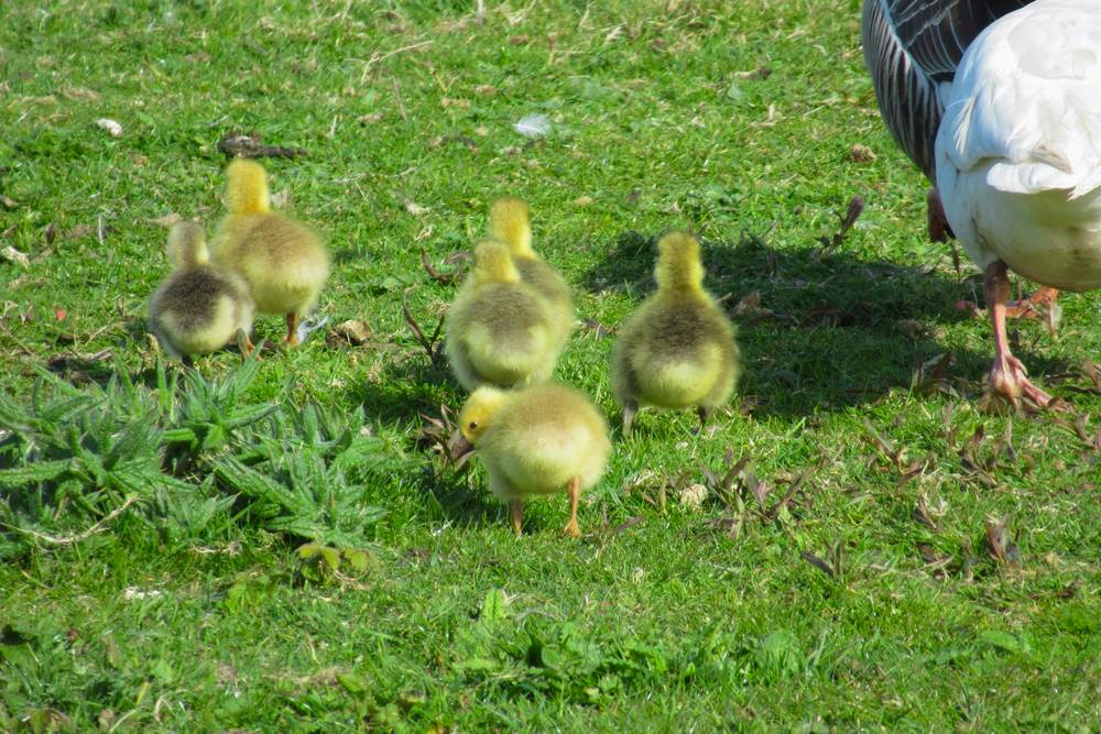 Five small, yellow and grey fuzzy goslings walk through green grass and low-growing weeds. The tail and orange legs of a white adult goose are visible on the right side of the frame.