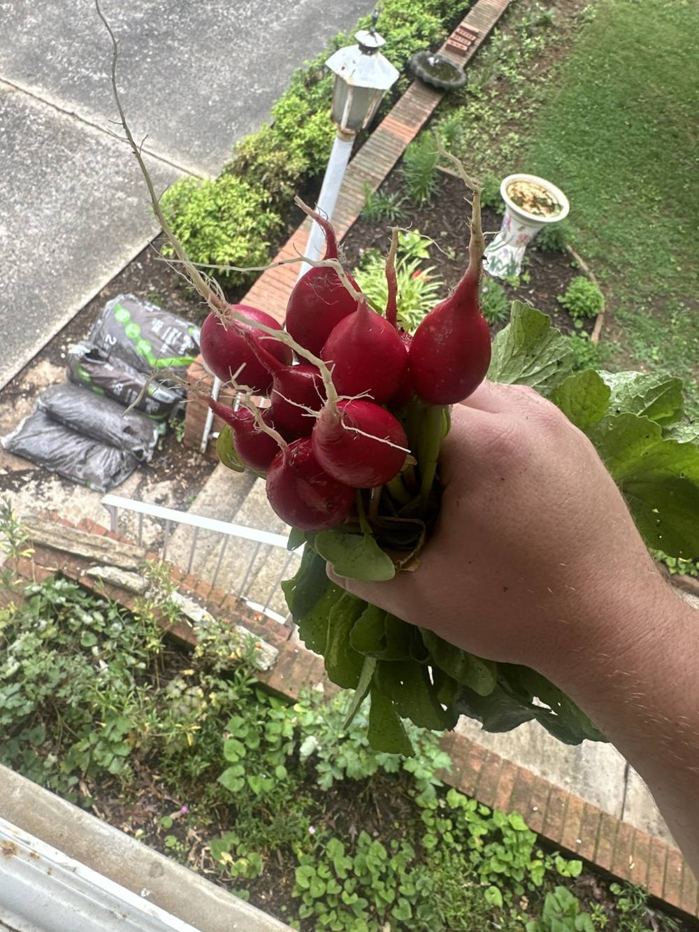 French Breakfast Radishes harvested from the garden