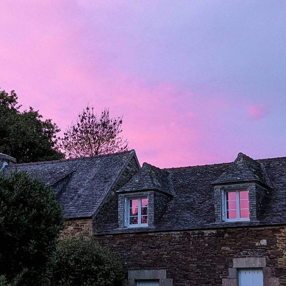 invasion de rose
