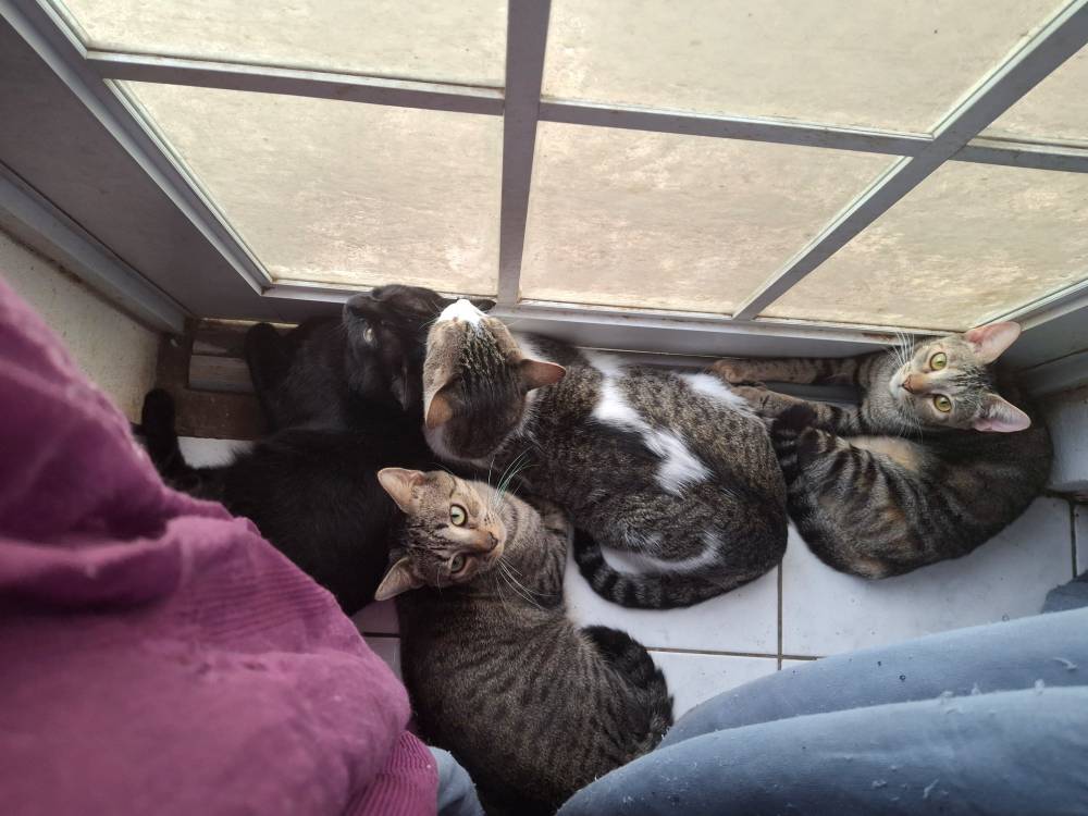 cats waiting at a french door curtain to the side. go vegan. 