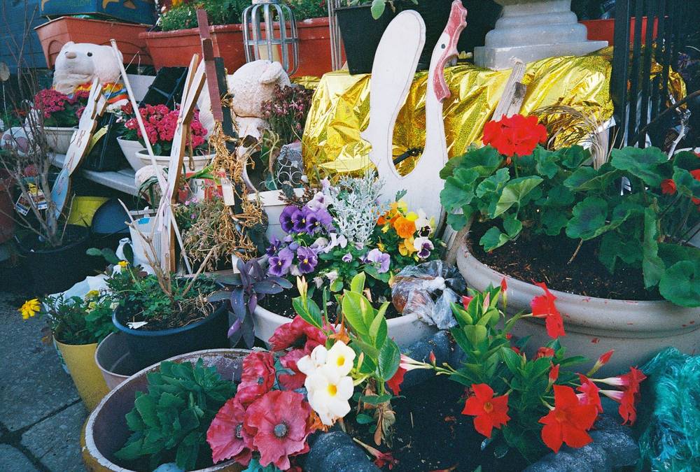 perennial sidewalk decorations