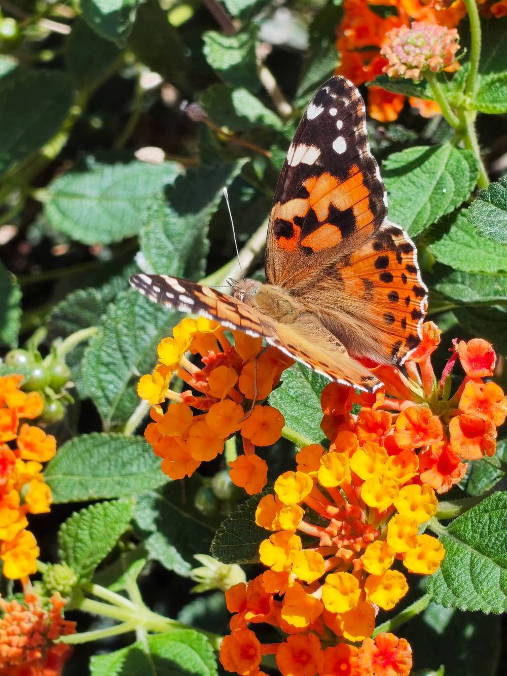 Orange and black butterfly, wings half-spread, eating from bright orange flowers.