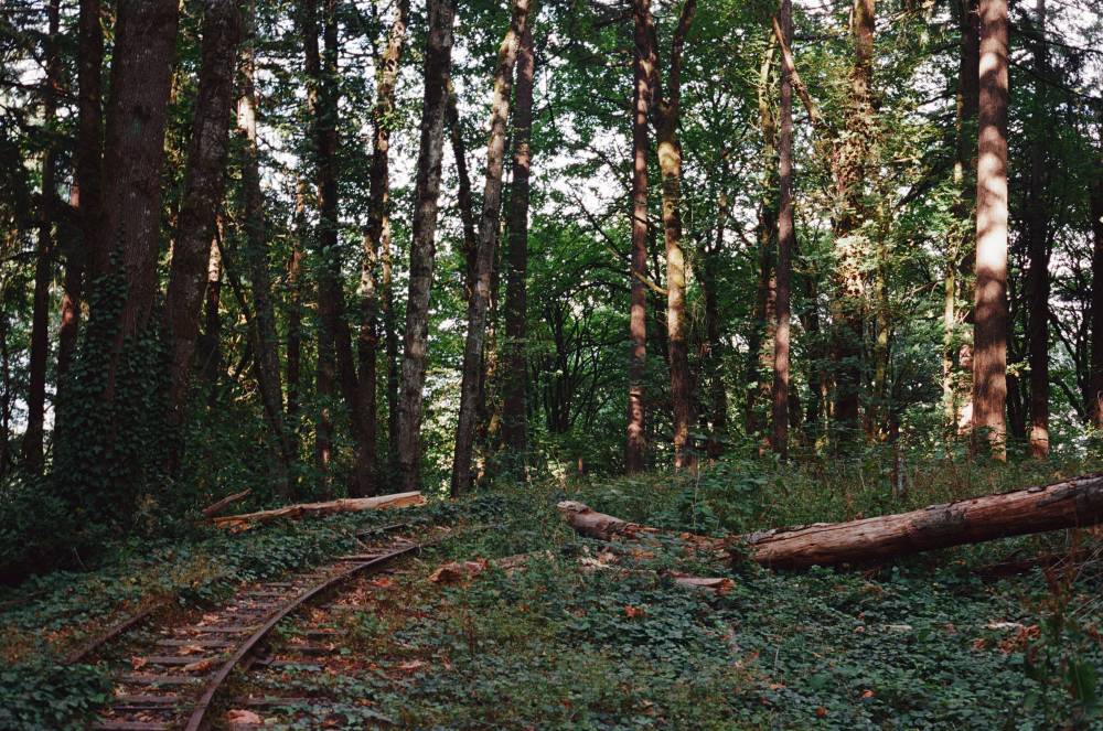ZooTrain Tracks