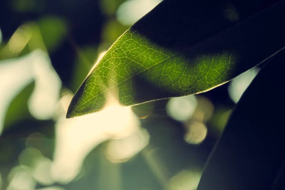 Illuminated Leaf Veins in Portland Garden