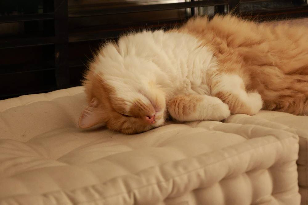 Sleeping orange/white cat