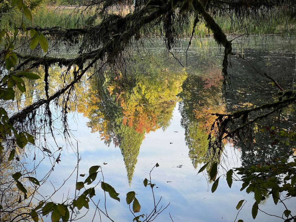 A serene pond reflects colorful autumn trees and overhanging branches, creating a mirror-like effect with vibrant foliage and clear sky.