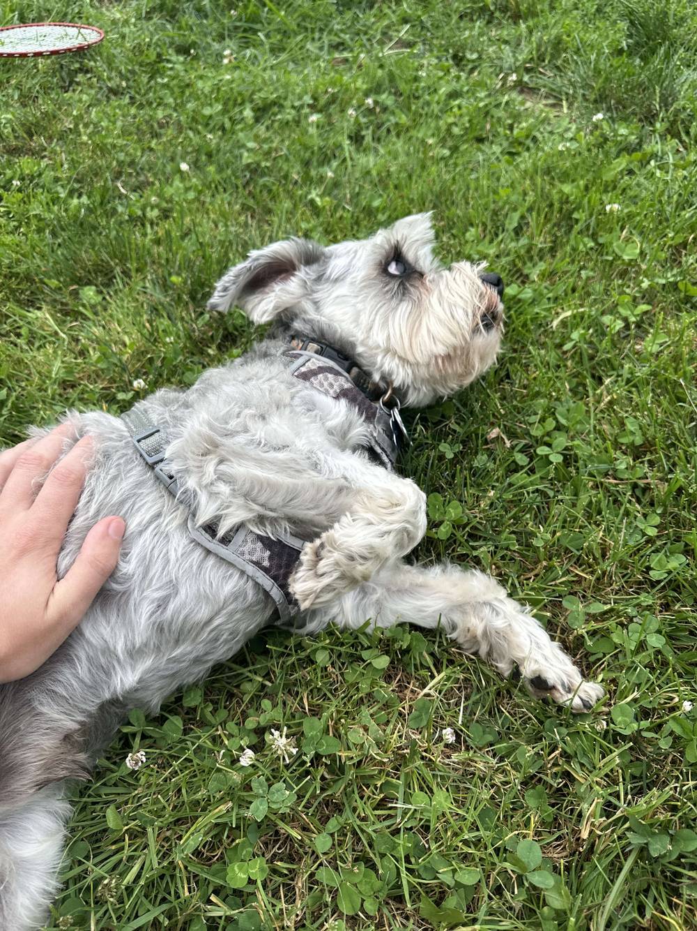 Zuko laying in the grass getting some belly rubs. 